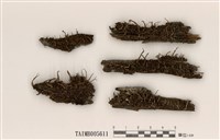 藏品(菊花石蕊)的圖片